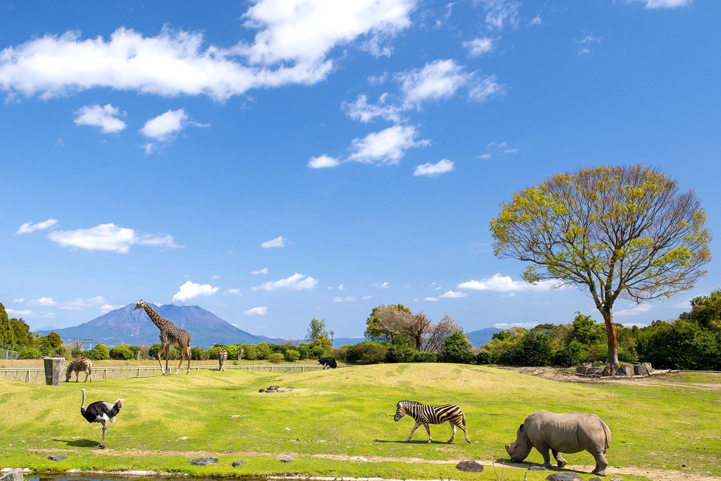 🐘 히라카와 동물공원 이미지 6